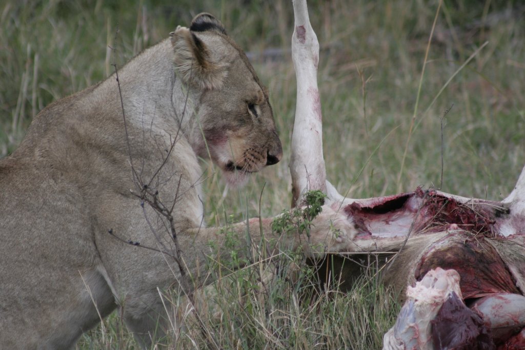 03-Lioness with pray.jpg - Lioness with pray